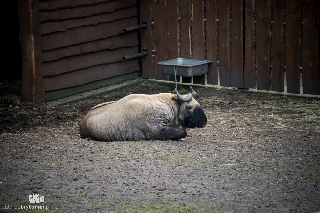 Zwierzaki z toruńskiego zoo zapraszają!