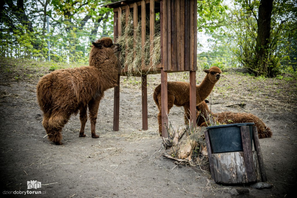 Zwierzaki z toruńskiego zoo zapraszają!