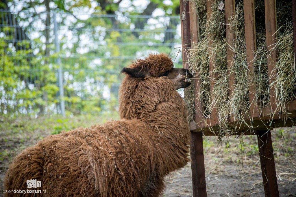 Zwierzaki z toruńskiego zoo zapraszają!