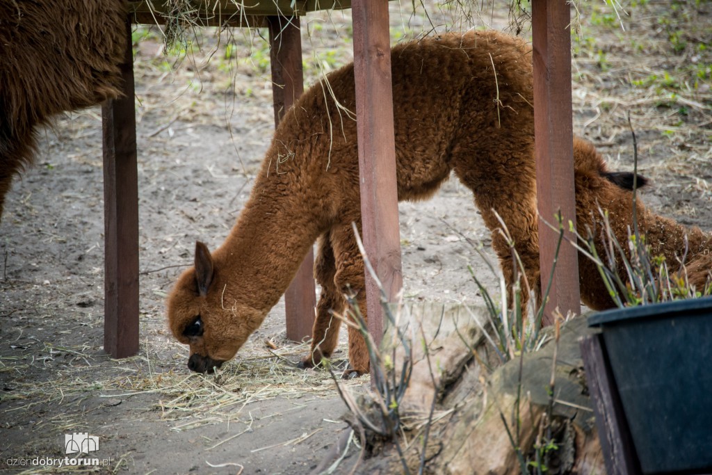 Zwierzaki z toruńskiego zoo zapraszają!