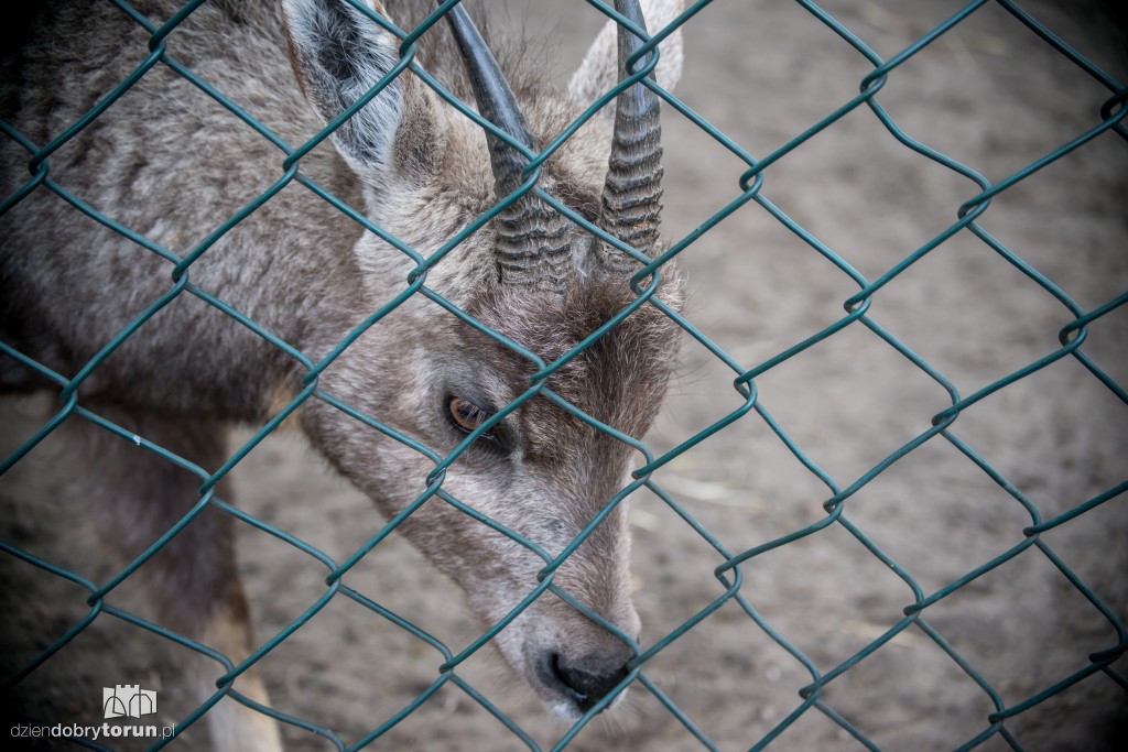 Zwierzaki z toruńskiego zoo zapraszają!