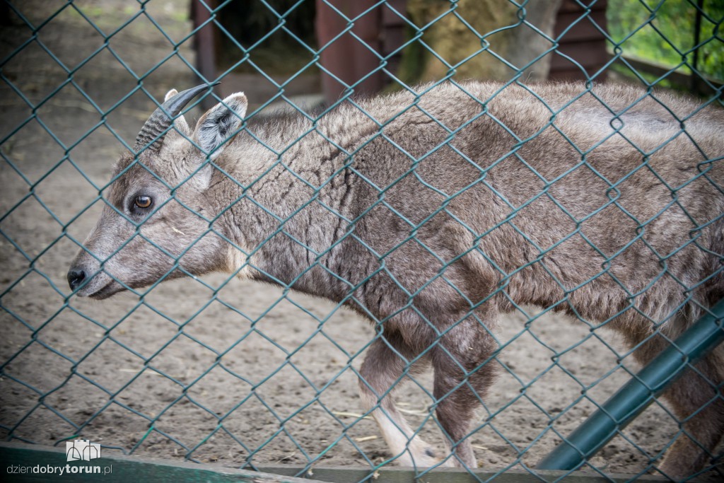 Zwierzaki z toruńskiego zoo zapraszają!