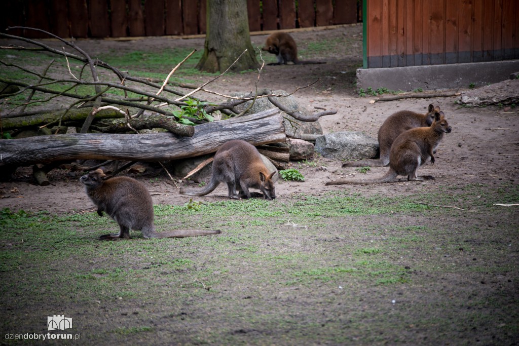 Zwierzaki z toruńskiego zoo zapraszają!