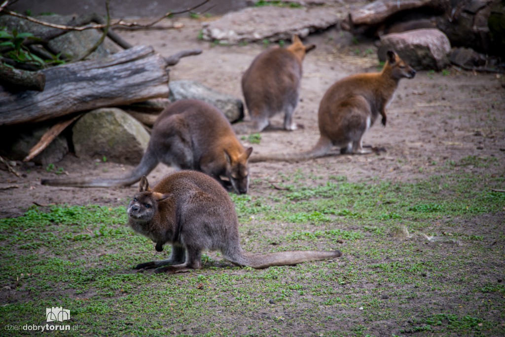 Zwierzaki z toruńskiego zoo zapraszają!