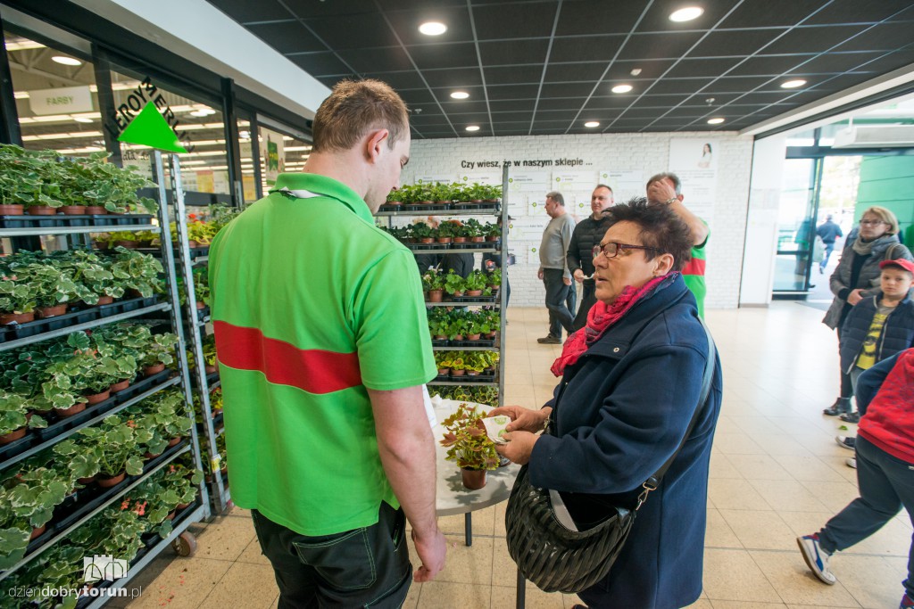 Dzień pelargonii w Leroy Merlin w Toruniu