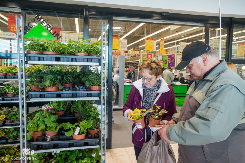 Dzień pelargonii w Leroy Merlin w Toruniu