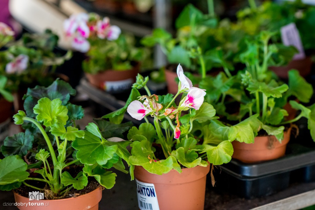 Dzień pelargonii w Leroy Merlin w Toruniu