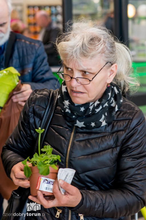 Dzień pelargonii w Leroy Merlin w Toruniu
