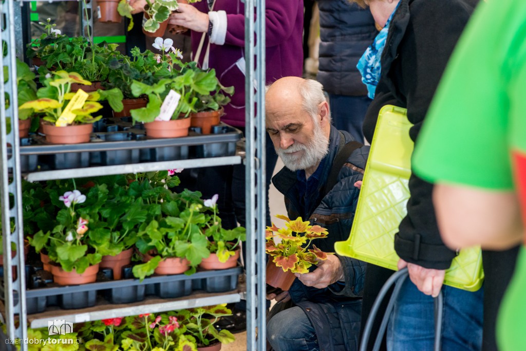 Dzień pelargonii w Leroy Merlin w Toruniu