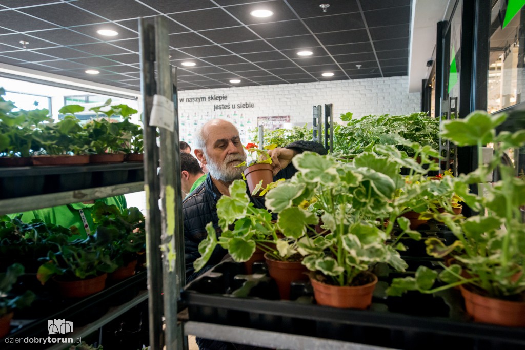Dzień pelargonii w Leroy Merlin w Toruniu