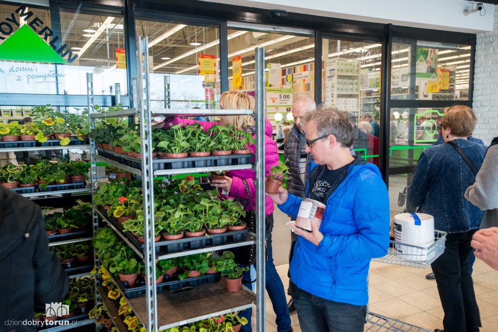 Dzień pelargonii w Leroy Merlin w Toruniu