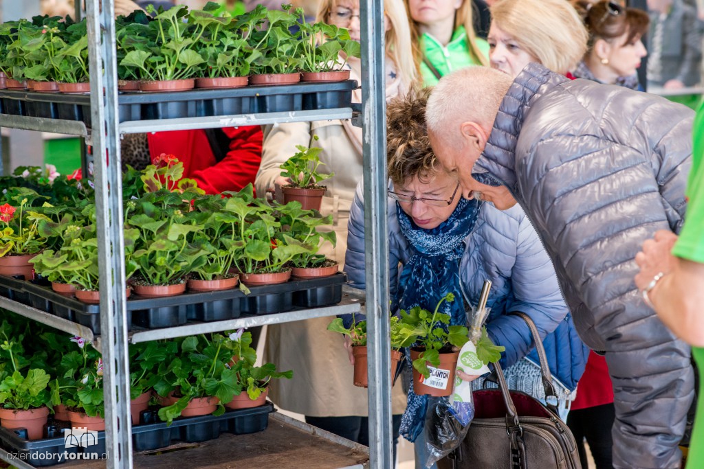 Dzień pelargonii w Leroy Merlin w Toruniu
