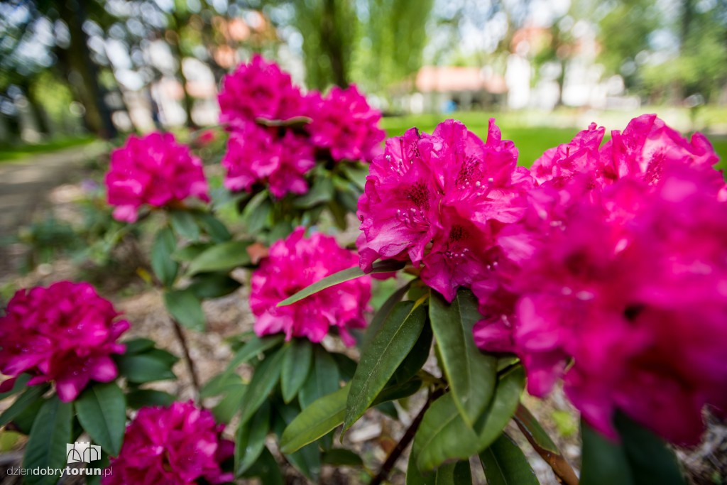 Nowe miejsce w Toruniu. Park przy ul. Fredry