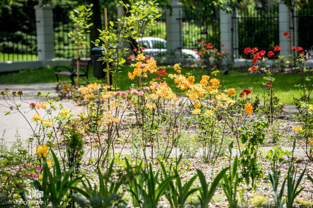 Nowe miejsce w Toruniu. Park przy ul. Fredry