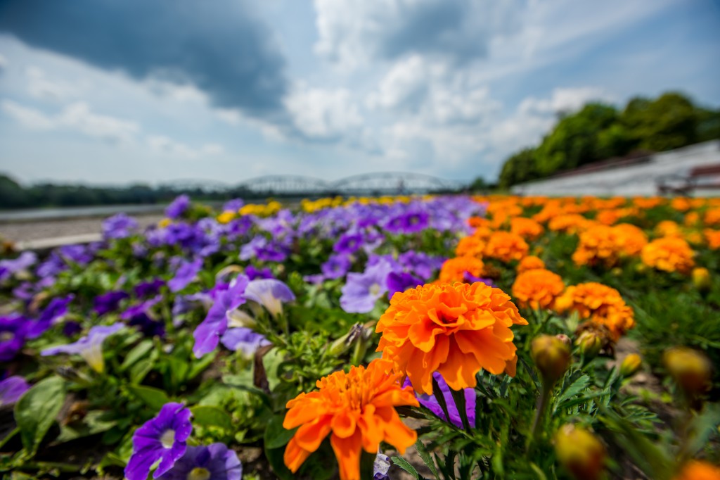 Nareszcie! Toruń tonie w kwiatach