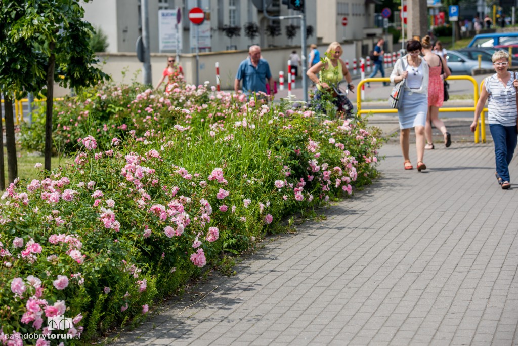 Nareszcie! Toruń tonie w kwiatach