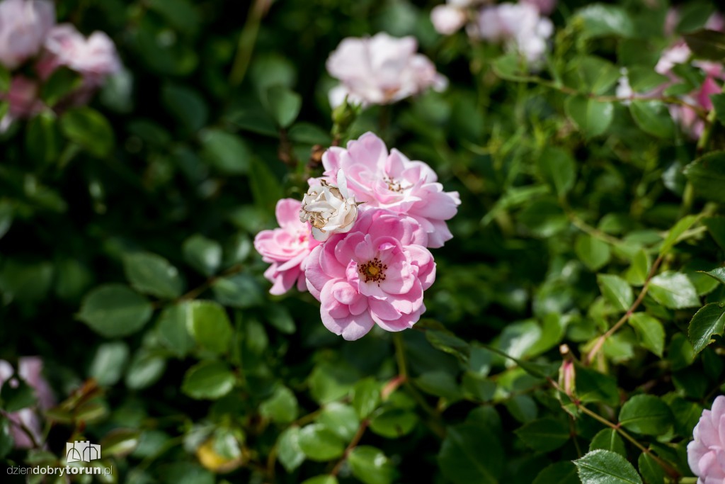 Nareszcie! Toruń tonie w kwiatach