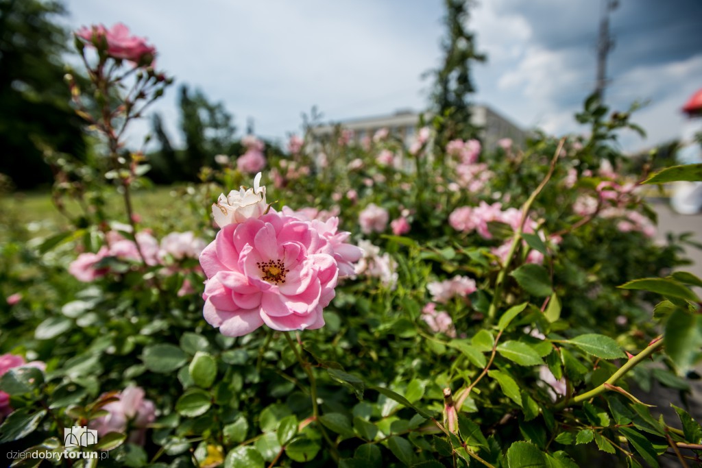 Nareszcie! Toruń tonie w kwiatach
