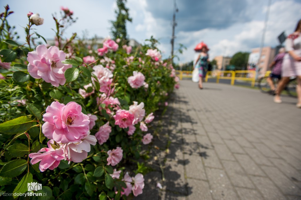 Nareszcie! Toruń tonie w kwiatach