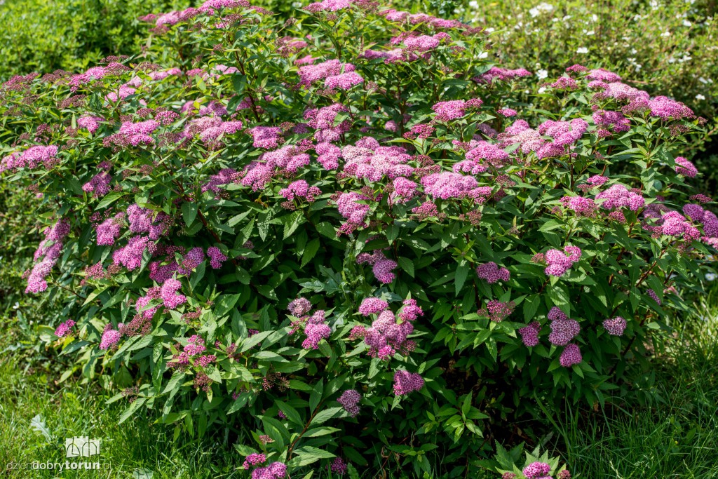 Nareszcie! Toruń tonie w kwiatach