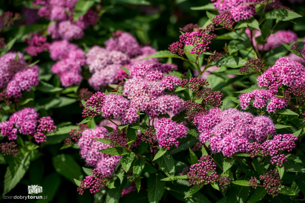 Nareszcie! Toruń tonie w kwiatach