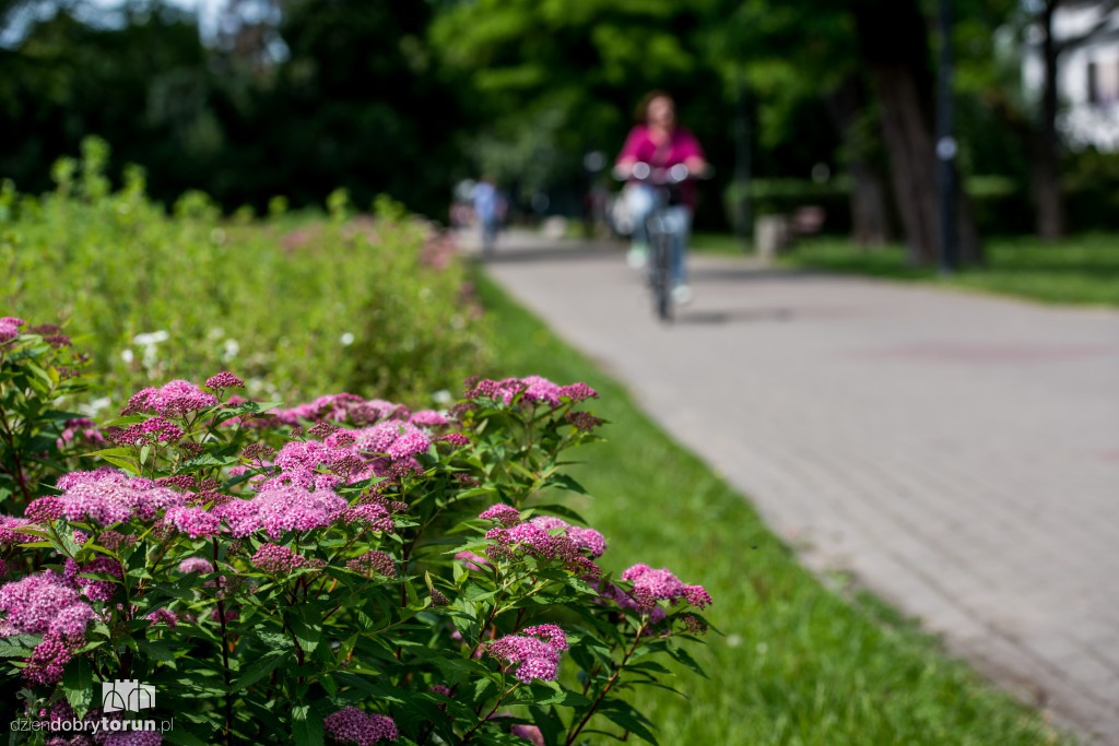 Nareszcie! Toruń tonie w kwiatach