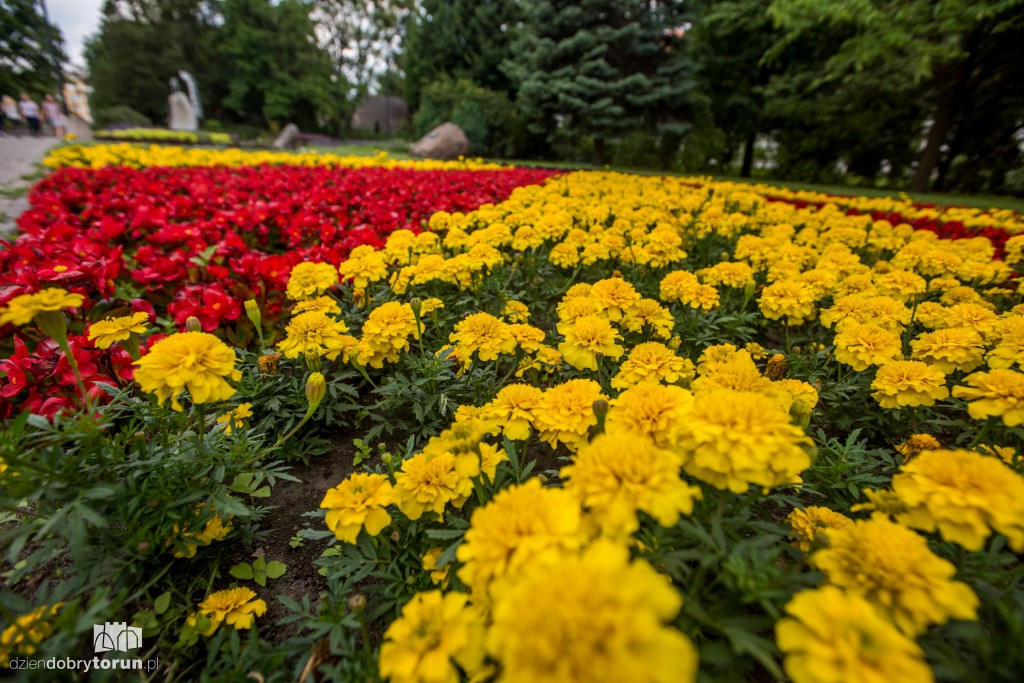 Nareszcie! Toruń tonie w kwiatach