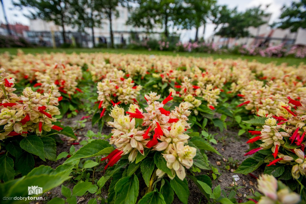 Nareszcie! Toruń tonie w kwiatach