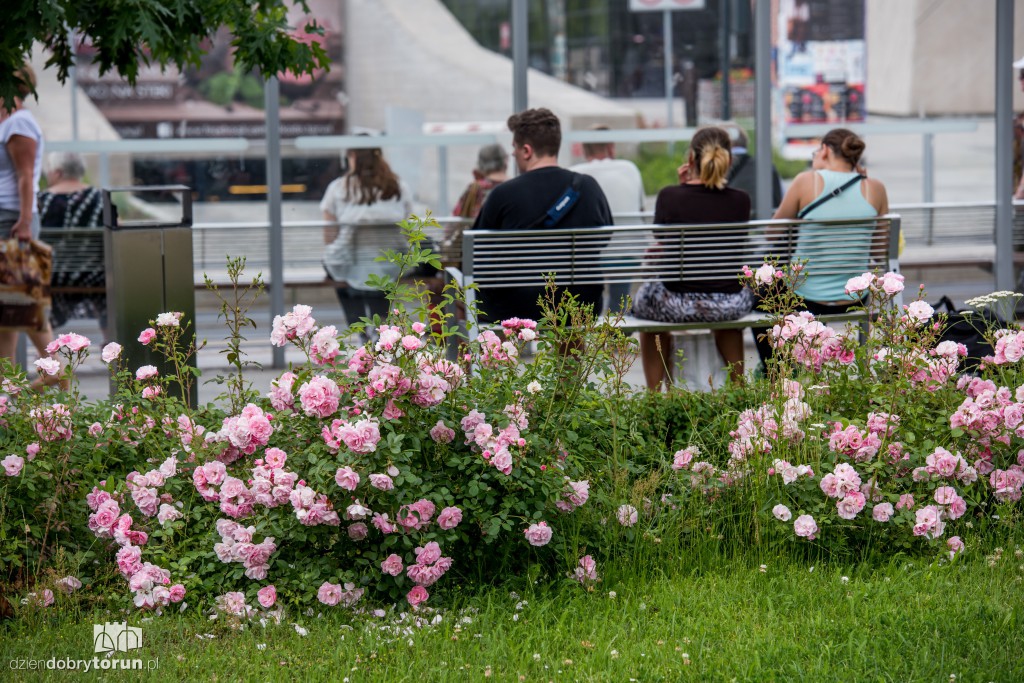 Nareszcie! Toruń tonie w kwiatach