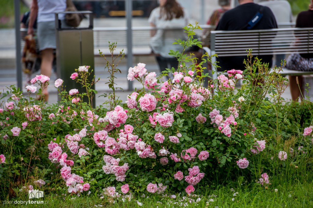 Nareszcie! Toruń tonie w kwiatach