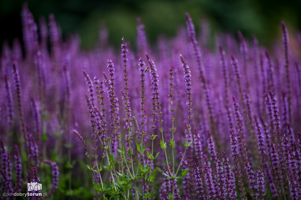Nareszcie! Toruń tonie w kwiatach