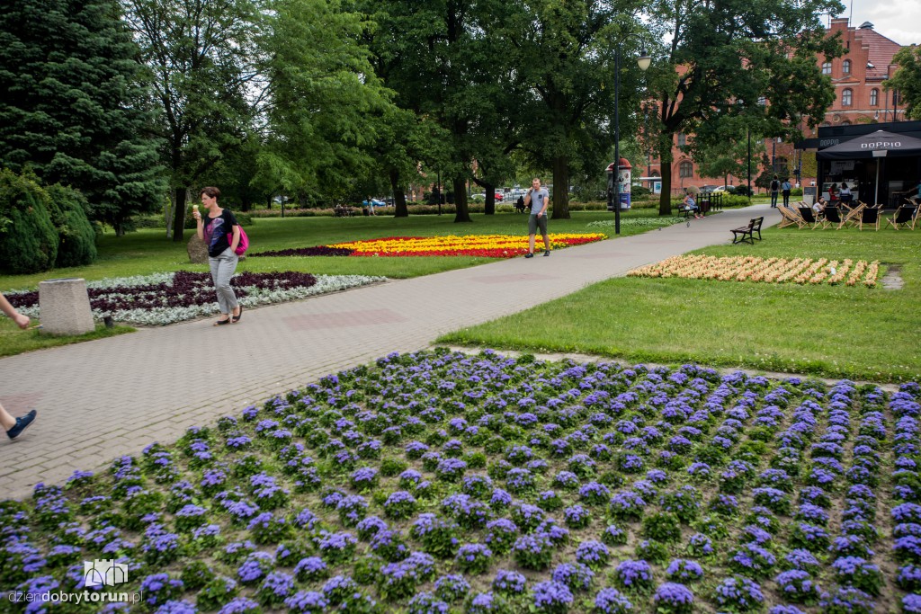Nareszcie! Toruń tonie w kwiatach