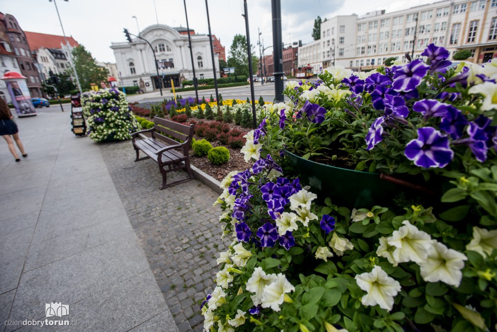 Nareszcie! Toruń tonie w kwiatach