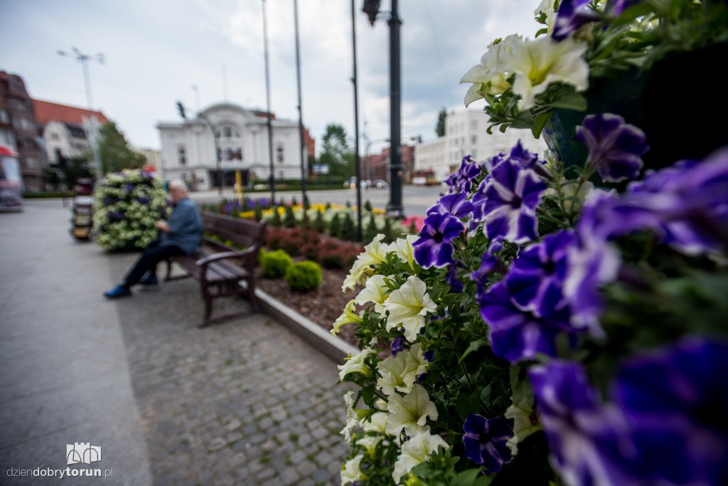 Nareszcie! Toruń tonie w kwiatach