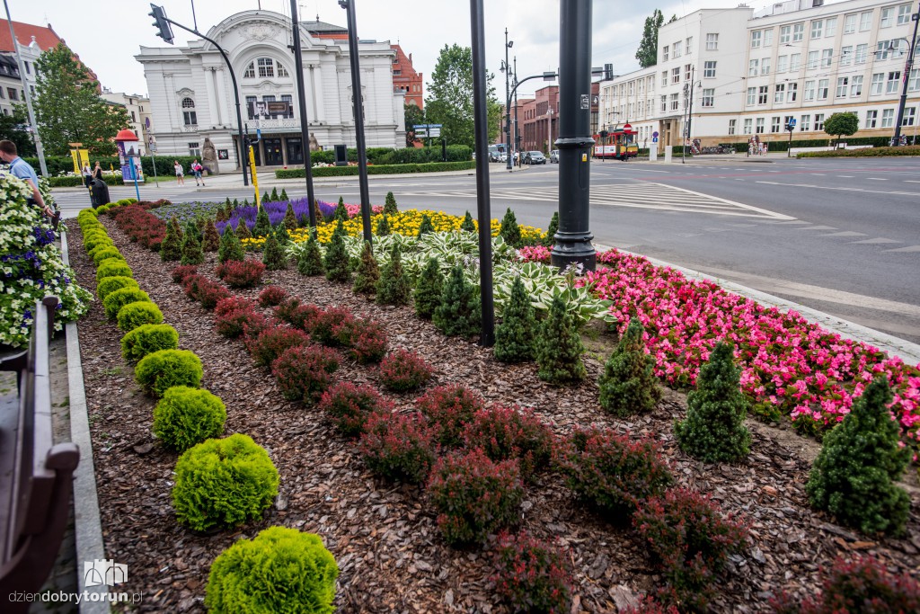 Nareszcie! Toruń tonie w kwiatach