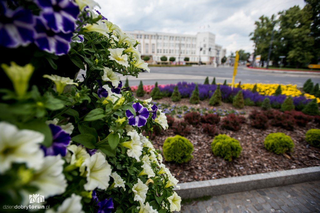 Nareszcie! Toruń tonie w kwiatach