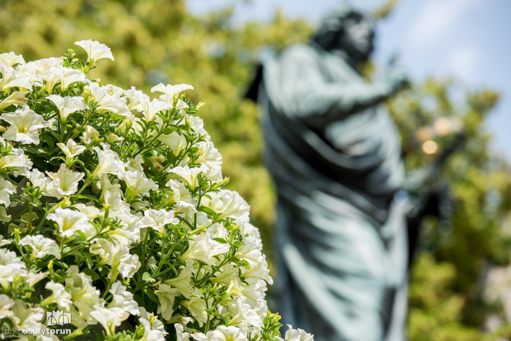 Nareszcie! Toruń tonie w kwiatach