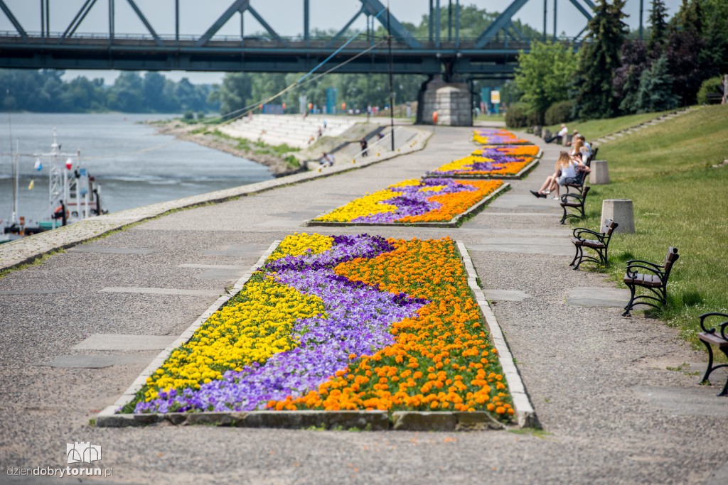 Nareszcie! Toruń tonie w kwiatach