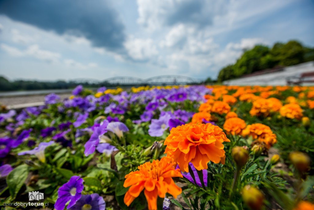 Nareszcie! Toruń tonie w kwiatach