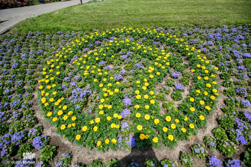 Nareszcie! Toruń tonie w kwiatach