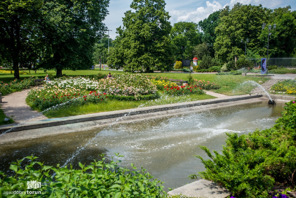 Nareszcie! Toruń tonie w kwiatach