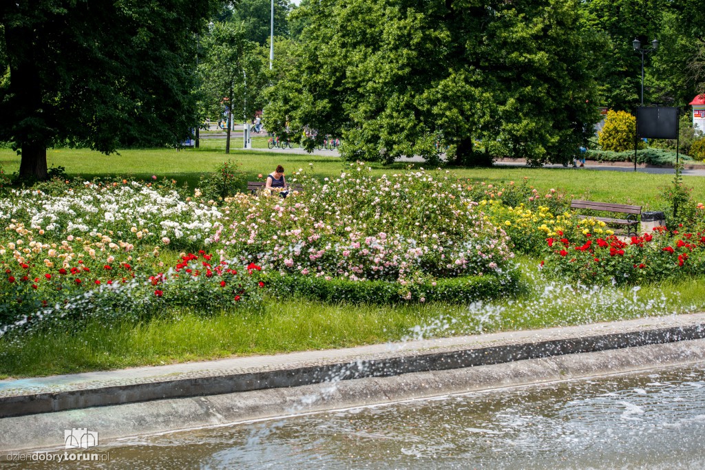 Nareszcie! Toruń tonie w kwiatach