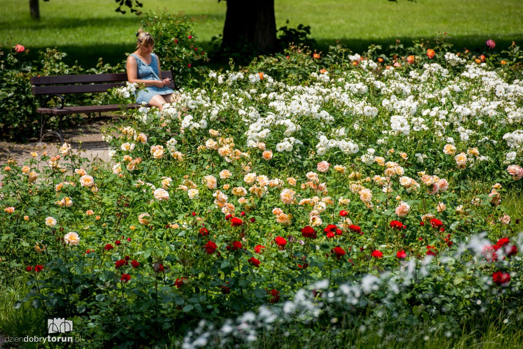 Nareszcie! Toruń tonie w kwiatach
