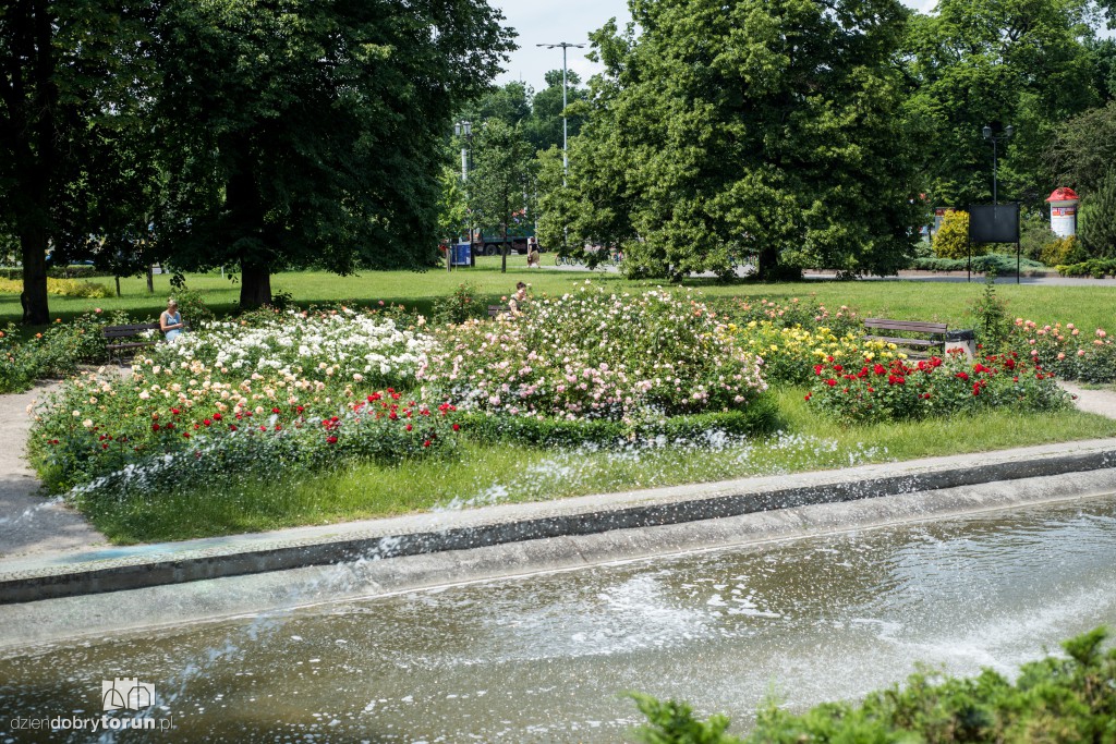 Nareszcie! Toruń tonie w kwiatach