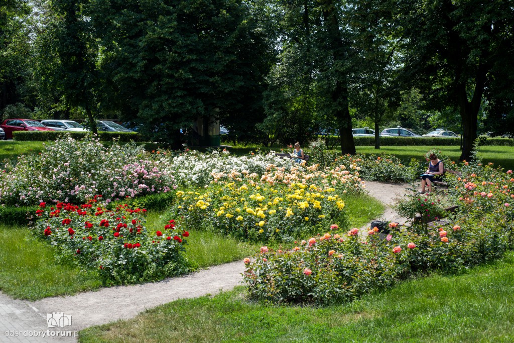 Nareszcie! Toruń tonie w kwiatach