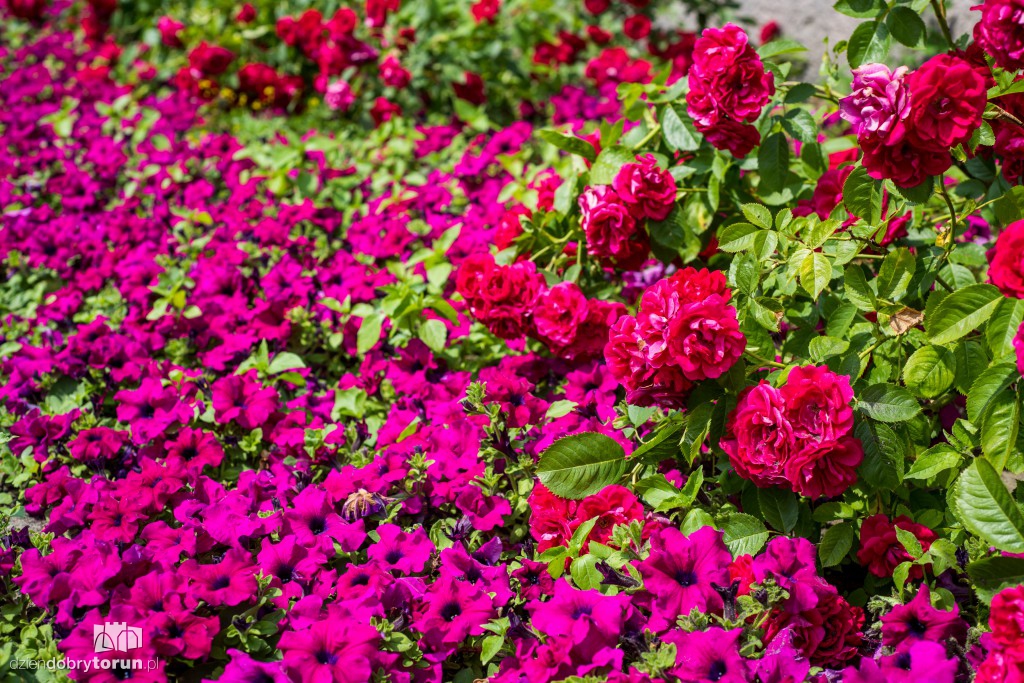 Nareszcie! Toruń tonie w kwiatach