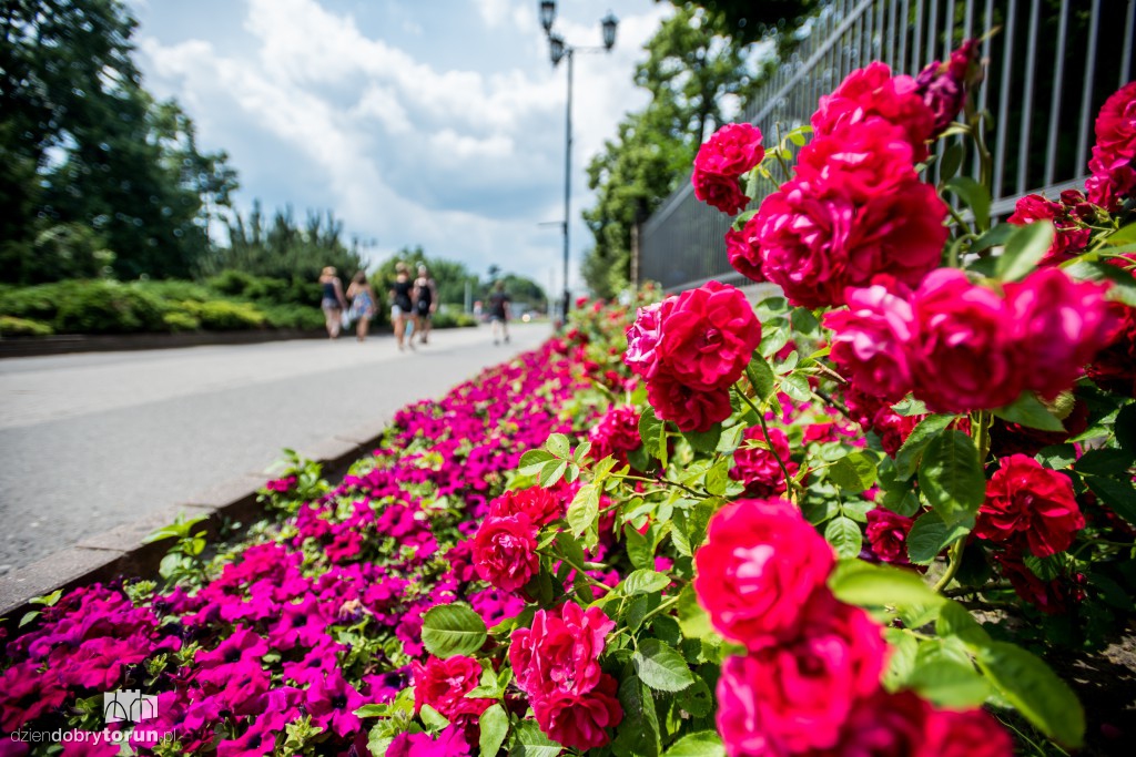 Nareszcie! Toruń tonie w kwiatach