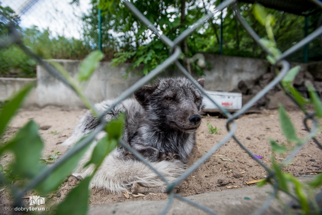 Ósemka odwiedziła schronisko