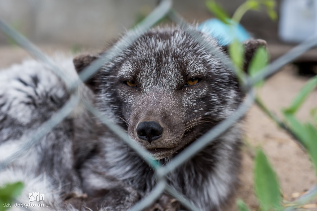 Ósemka odwiedziła schronisko