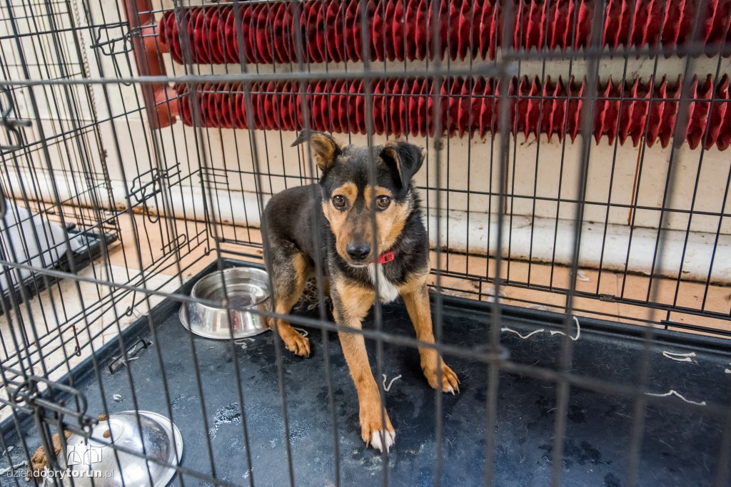 Ósemka odwiedziła schronisko